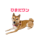 柴犬ももちゃん 写真バージョン part.5（個別スタンプ：23）