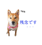 柴犬ももちゃん 写真バージョン part.5（個別スタンプ：24）