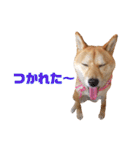 柴犬ももちゃん 写真バージョン part.5（個別スタンプ：25）