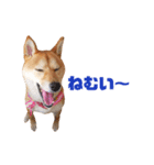 柴犬ももちゃん 写真バージョン part.5（個別スタンプ：26）