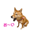 柴犬ももちゃん 写真バージョン part.5（個別スタンプ：27）