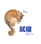 柴犬ももちゃん 写真バージョン part.5（個別スタンプ：28）