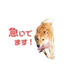 柴犬ももちゃん 写真バージョン part.5（個別スタンプ：29）