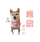 柴犬ももちゃん 写真バージョン part.5（個別スタンプ：30）