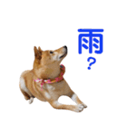 柴犬ももちゃん 写真バージョン part.5（個別スタンプ：31）