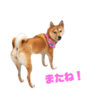柴犬ももちゃん 写真バージョン part.5（個別スタンプ：32）