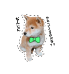 柴犬のむぎちゃん（個別スタンプ：1）