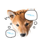 柴犬のむぎちゃん（個別スタンプ：2）