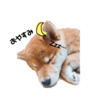 柴犬のむぎちゃん（個別スタンプ：3）