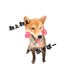 柴犬のむぎちゃん（個別スタンプ：4）
