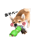 柴犬のむぎちゃん（個別スタンプ：5）