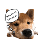 柴犬のむぎちゃん（個別スタンプ：6）
