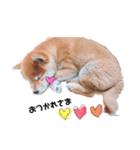 柴犬のむぎちゃん（個別スタンプ：7）