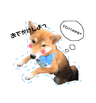 柴犬のむぎちゃん（個別スタンプ：8）
