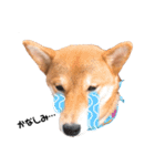 柴犬のむぎちゃん（個別スタンプ：9）