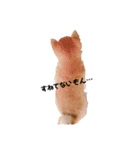 柴犬のむぎちゃん（個別スタンプ：11）