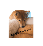 柴犬のむぎちゃん（個別スタンプ：12）