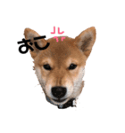 柴犬のむぎちゃん（個別スタンプ：13）