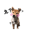 柴犬のむぎちゃん（個別スタンプ：14）