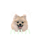 ポメラニアンぽん（個別スタンプ：1）