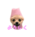 ポメラニアンぽん（個別スタンプ：2）
