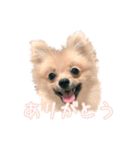 ポメラニアンぽん（個別スタンプ：3）