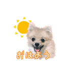 ポメラニアンぽん（個別スタンプ：4）