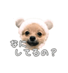 ポメラニアンぽん（個別スタンプ：7）