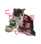 ミケとキキ。（個別スタンプ：2）