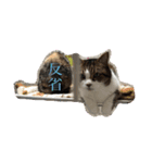 ミケとキキ。（個別スタンプ：5）