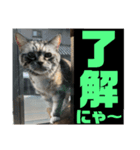 ミケとキキ。（個別スタンプ：8）