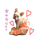 愛犬PrettySugarDollスタンプ（個別スタンプ：1）