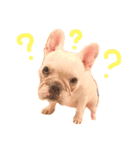 愛犬PrettySugarDollスタンプ（個別スタンプ：4）