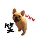 愛犬PrettySugarDollスタンプ（個別スタンプ：5）