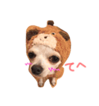愛犬PrettySugarDollスタンプ（個別スタンプ：6）