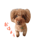愛犬PrettySugarDollスタンプ（個別スタンプ：7）