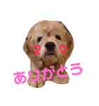 愛犬PrettySugarDollスタンプ（個別スタンプ：8）