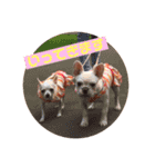 愛犬PrettySugarDollスタンプ（個別スタンプ：9）