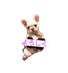 愛犬PrettySugarDollスタンプ（個別スタンプ：11）