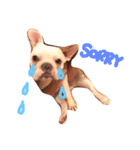 愛犬PrettySugarDollスタンプ（個別スタンプ：13）