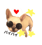 愛犬PrettySugarDollスタンプ（個別スタンプ：16）