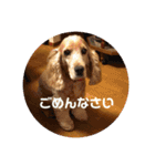 ショコラの日常生活（個別スタンプ：2）