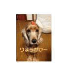 ショコラの日常生活（個別スタンプ：7）