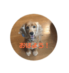 ショコラの日常生活（個別スタンプ：10）