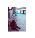 ショコラの日常生活（個別スタンプ：11）