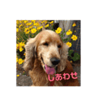 ショコラの日常生活（個別スタンプ：13）