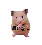 ハムの日常スタンプ（個別スタンプ：1）