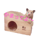 ハムの日常スタンプ（個別スタンプ：2）