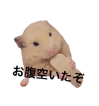 ハムの日常スタンプ（個別スタンプ：5）