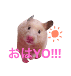 ハムの日常スタンプ（個別スタンプ：6）